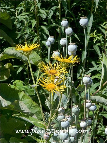 Inula growing with Opium Poppy.